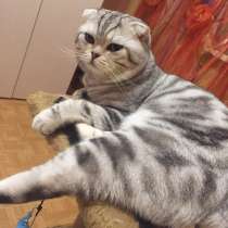Кот на вязку окрас мраморный порода веслоухий британец, в Тольятти