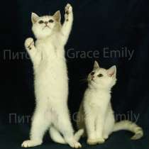 Британские шиншиллы, в Санкт-Петербурге