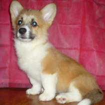 Щенок вельш корги пемброк, в Санкт-Петербурге