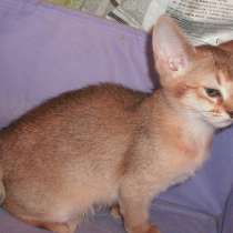 Лучший подарочек для себя и близких, в Москве