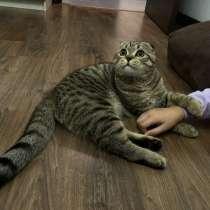 Кот, в Мытищи