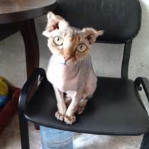 ? Ищу лысого кота для нашей левкой-девушки!, в Белово