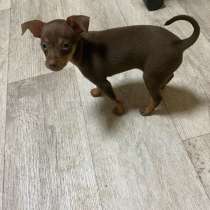 Подаются мини той терьеры, в Волгодонске