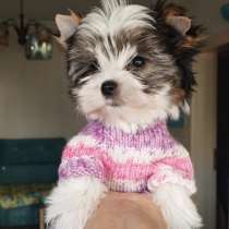 Мини девочка Бивер, в г.Эдремит