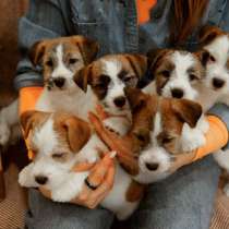 Щенок Джек Рассел терьер, в Йошкар-Оле