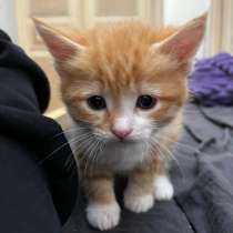 Котята в добрые руки 3 мальчика и 1 девочка, в Москве