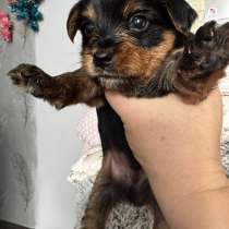 Продаю щенков йоркширский терьер, в Волгограде