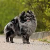 Pomeranian rare color merle, female, в г.Минск