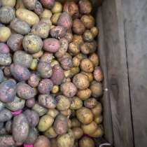 Картофель, в Саранске
