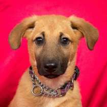 Щенок Майкл ищет дом, в Москве