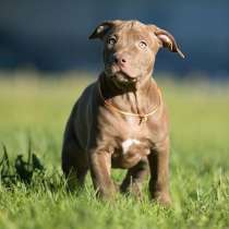 Щенки питбуля от импортного производителя, в Санкт-Петербурге