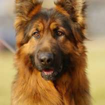 Щенки немецкой овчарки от титулованных родителей, в г.Минск