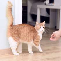 Шилопопый рыжий кот Шустрик ищет дом, в Москве