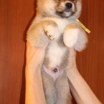 СИБА-ИНУ Шикарные щеночки, в Москве