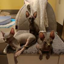 Котята канадского сфинкса &mdash; ласковые и ручные, в г.Берлин