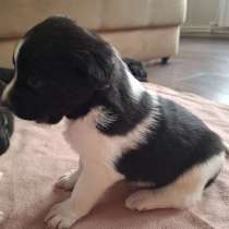 Щенки, в Красноярске