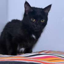 Котенок Тося, 6 месяца в добрые руки, в Москве