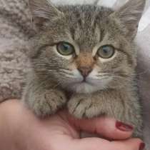 Кот, в Саранске