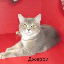 Шотландский котик из питомника, в Санкт-Петербурге