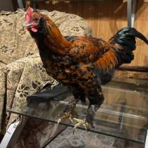 Петушки, в Бронницах