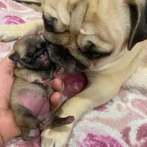 Щенки Мопс, в Рязани