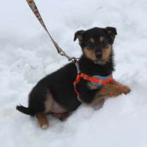 Маленькому щенульке Рэксику очень нужны дом и семья, в Москве