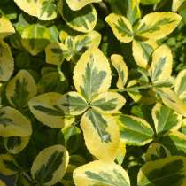 Вечнозеленые бересклеты, в Москве