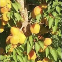Плоды абрикоса, в г.Алматы