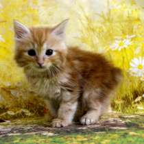 Курильский бобтейл мальчик, в Москве