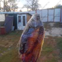 Сушеная Вяленая Рыба 68, в Тамбове