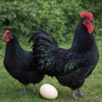 Куры породистые &laquo;Джерси&raquo;, в Москве