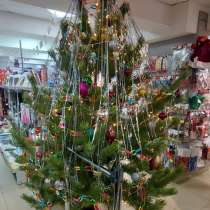 Новогодняя ёлка (сосна), в Чите