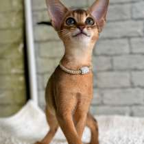 Абиссинский котенок, в Екатеринбурге