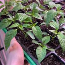 Рассада перцев черри, слабо острые, в Москве