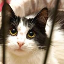 Отдам даром Посмотрите на этого красавца Тео, в Санкт-Петербурге