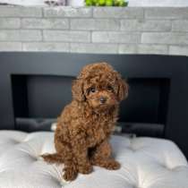 Ищу щенка миниатюрного пуделя РКФ, в Москве