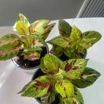 Колеус гибридный &laquo;Фейерверк&raquo;, в Москве