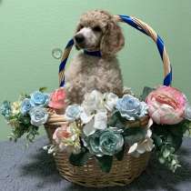 Большой королевский пудель, щенок, в Санкт-Петербурге