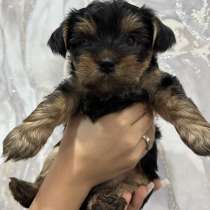 Продаю щенков йоркширский терьер, в Волгограде