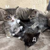 Котята, в Краснодаре