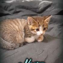 Котята в добрые руки, бесплатно, в Подольске