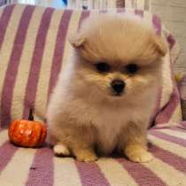 Померанский шпиц, в Уссурийске