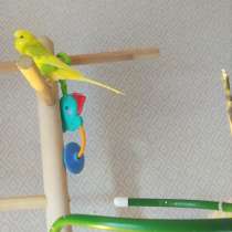 Волнистые попугаи -Самцы, в Мытищи