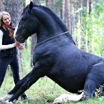 Фотосессия с лошадьми!, в Красноярске