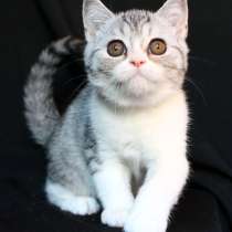 Самый модный шотландский котенок, в Ростове-на-Дону