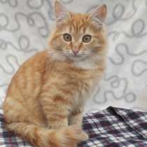 Шикарные молодые котики и кошечки (1 г.) в дар, в Москве