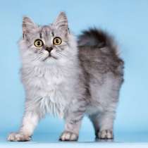 Котята редких окрасов в добрые руки, в Москве