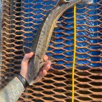 Породы осетровых из аквакультуры, в Астрахани