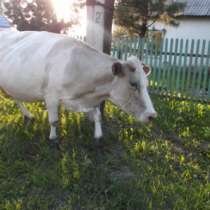 корова, в Новокузнецке