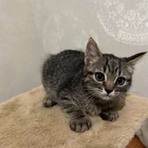 Котята в добрые руки, в Белгороде